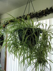 spider plant-air-purifying plants, Milford, Medway MA